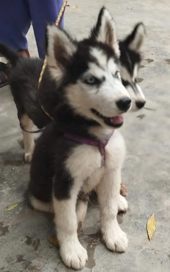 Breeding pure husky  female and  3 month 2 male and 1 female puppy — photo 3
