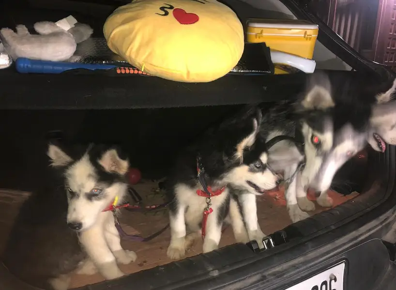 Breeding pure husky  female and  3 month 2 male and 1 female puppy — photo 4