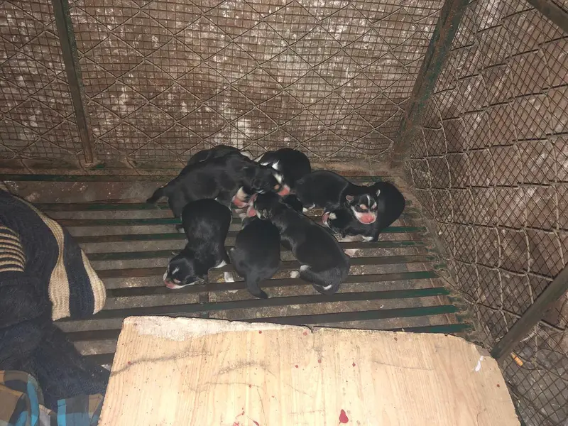 Breeding pure husky  female and  3 month 2 male and 1 female puppy — photo 5