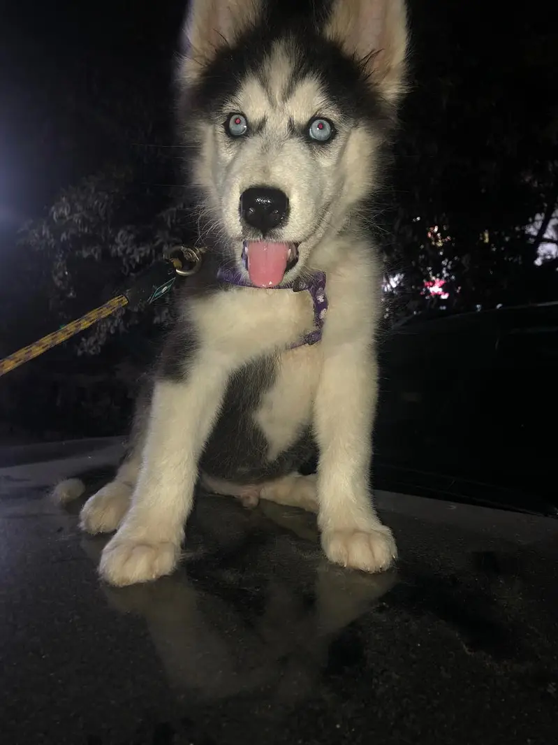 Breeding pure husky  female and  3 month 2 male and 1 female puppy — photo 6