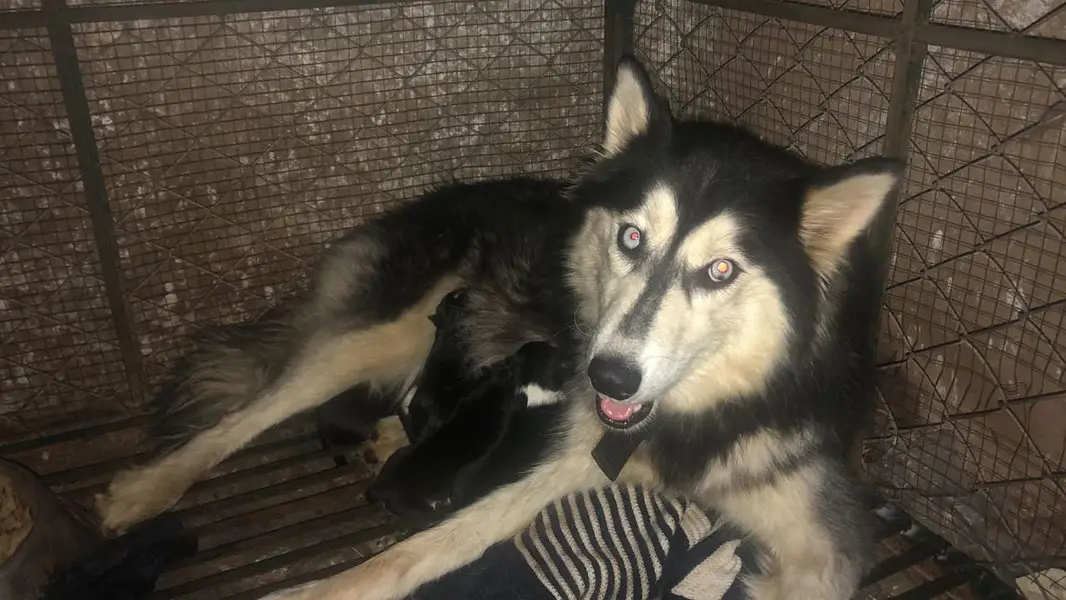 Breeding pure husky  female and  3 month 2 male and 1 female puppy — photo 7