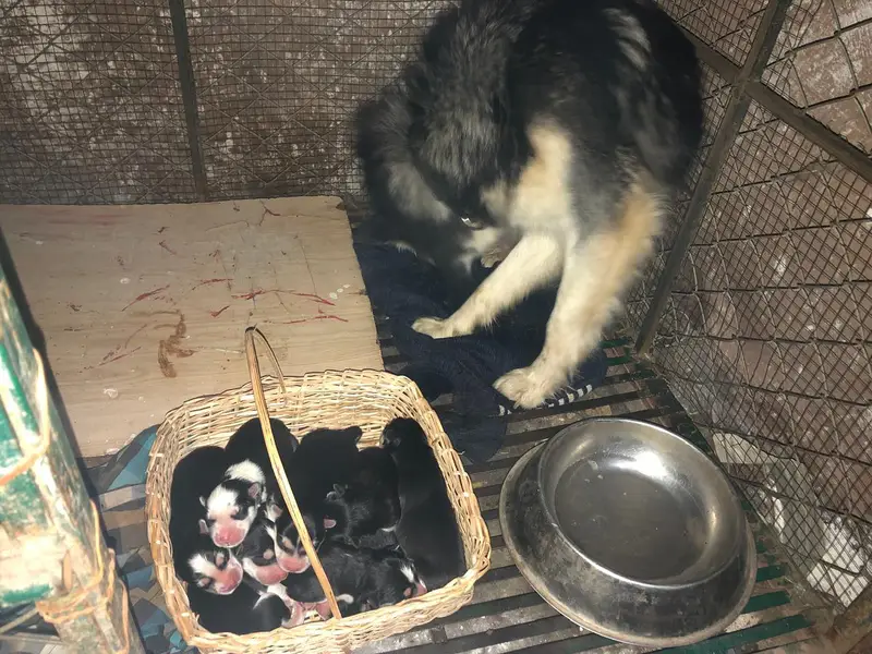 Breeding pure husky  female and  3 month 2 male and 1 female puppy — photo 8