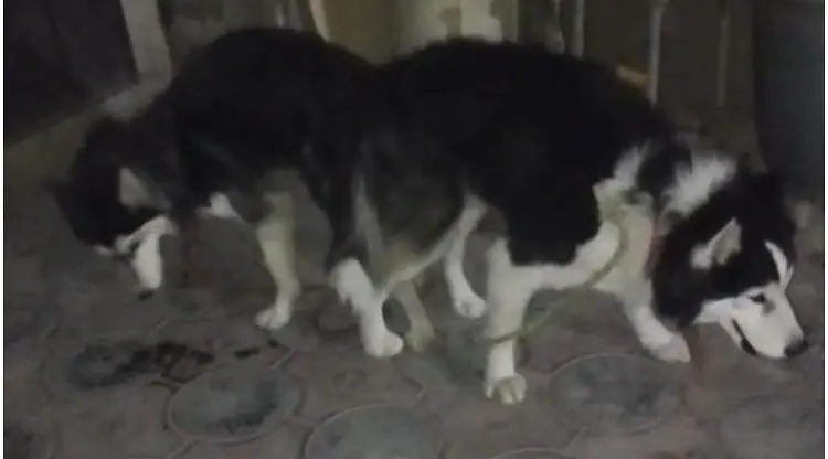 Breeding pure husky  female and  3 month 2 male and 1 female puppy — photo 9