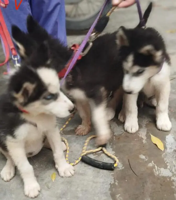 Breeding pure husky  female and  3 month 2 male and 1 female puppy — photo 10