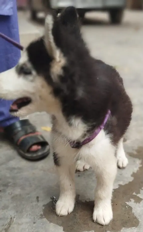 Breeding pure husky  female and  3 month 2 male and 1 female puppy — photo 11