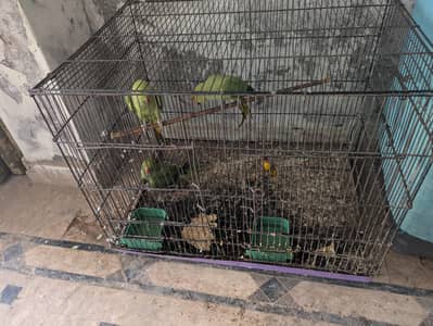 Parrot
