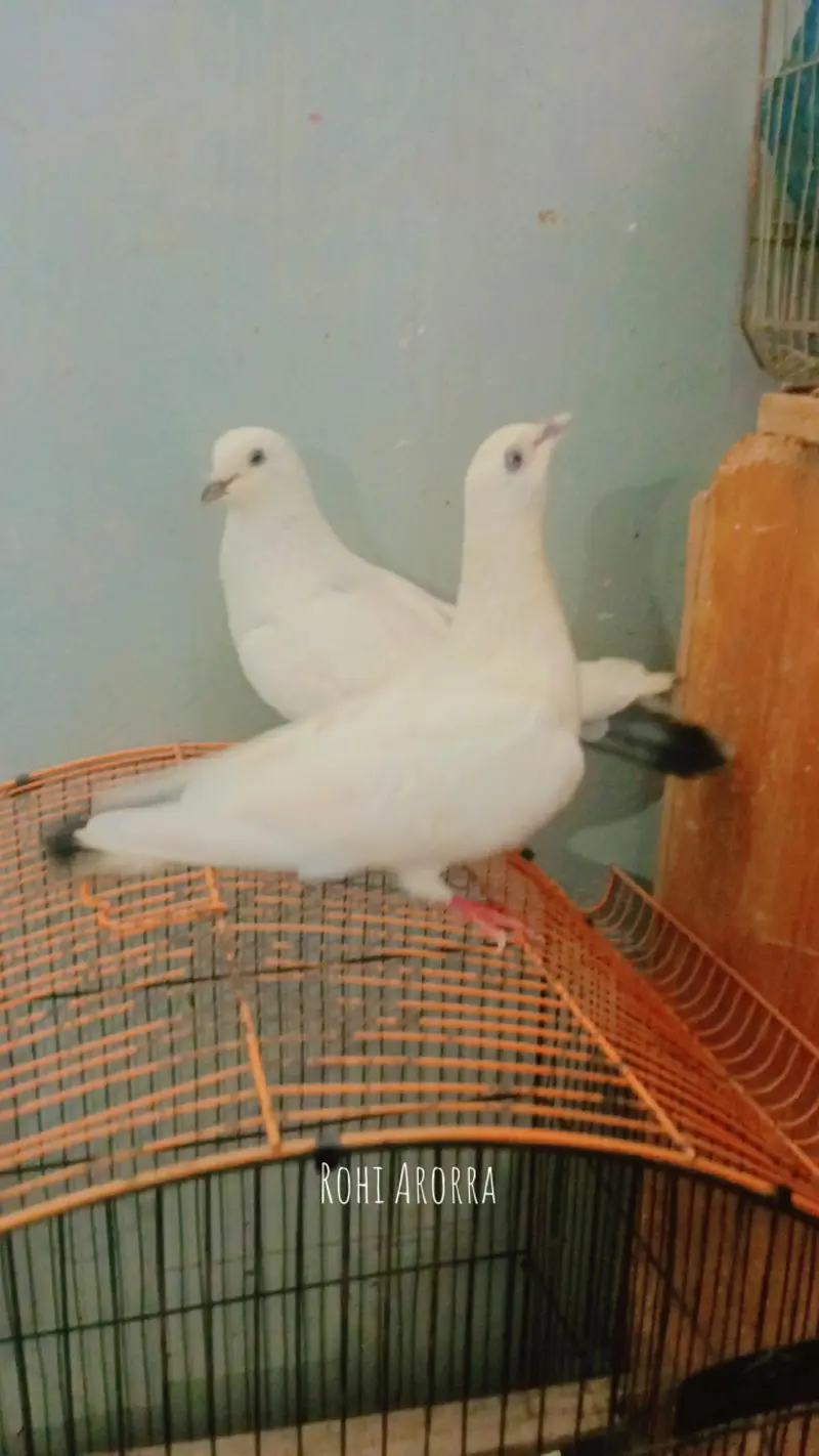 kabutter sale Kal dumbi — photo 2