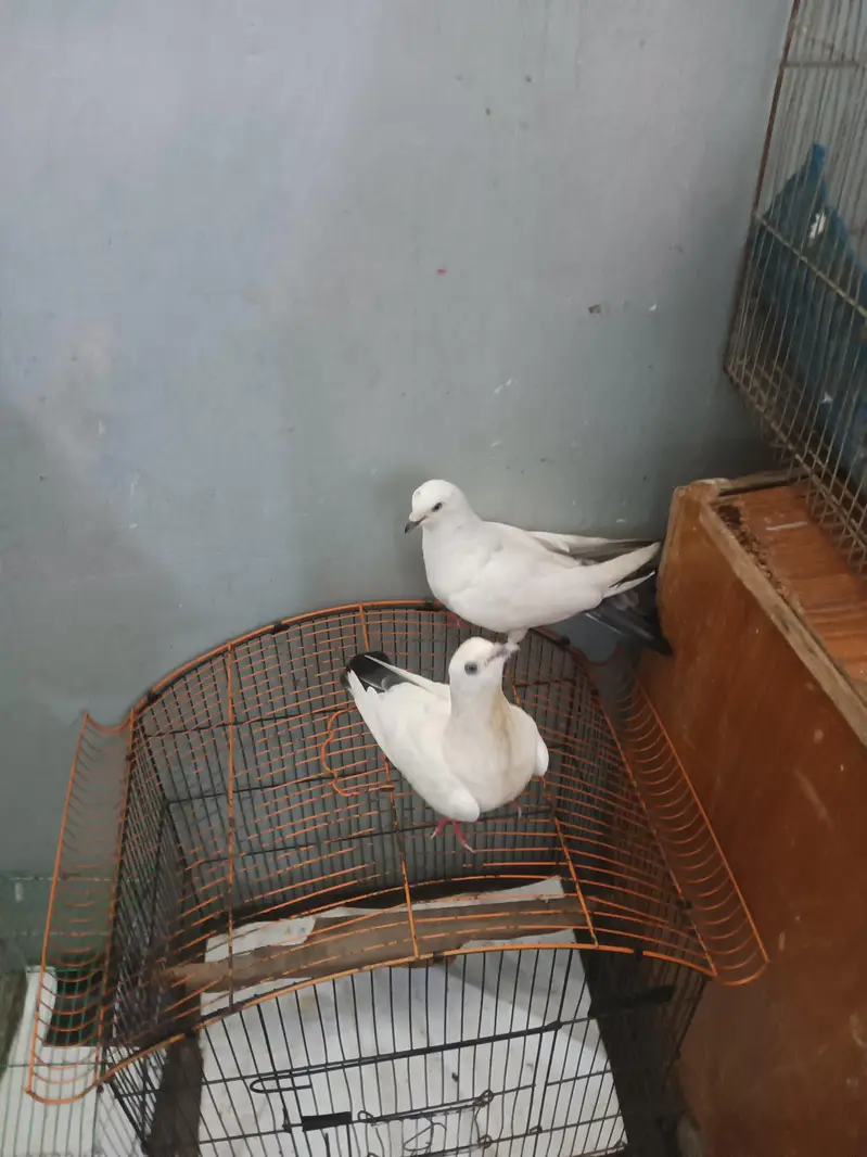 kabutter sale Kal dumbi — photo 3