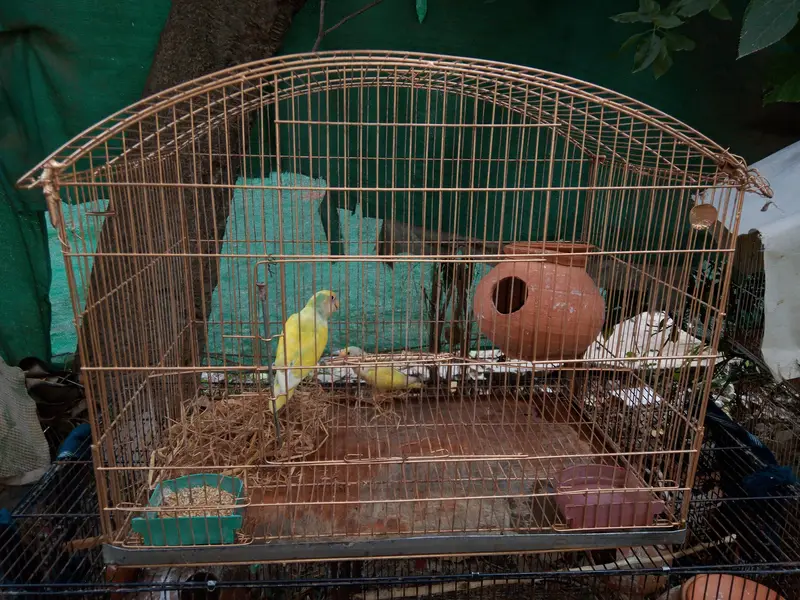 parrots / hen cages