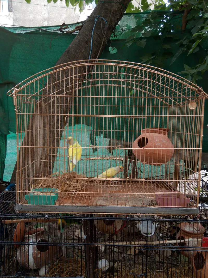 parrots / hen cages — photo 2