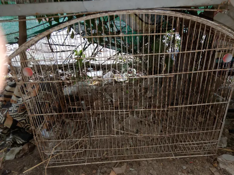 parrots / hen cages — photo 3