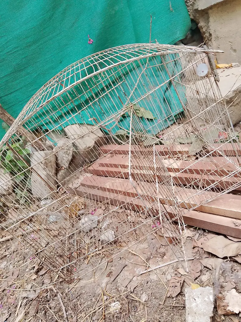 parrots / hen cages — photo 4