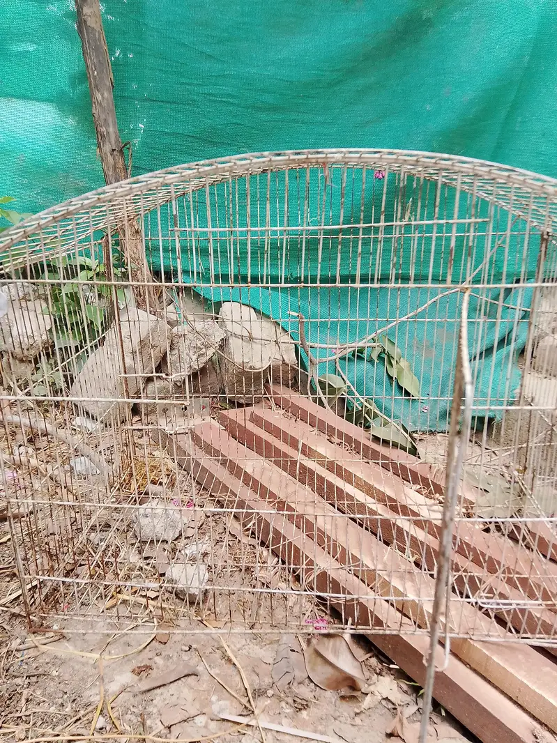 parrots / hen cages — photo 5