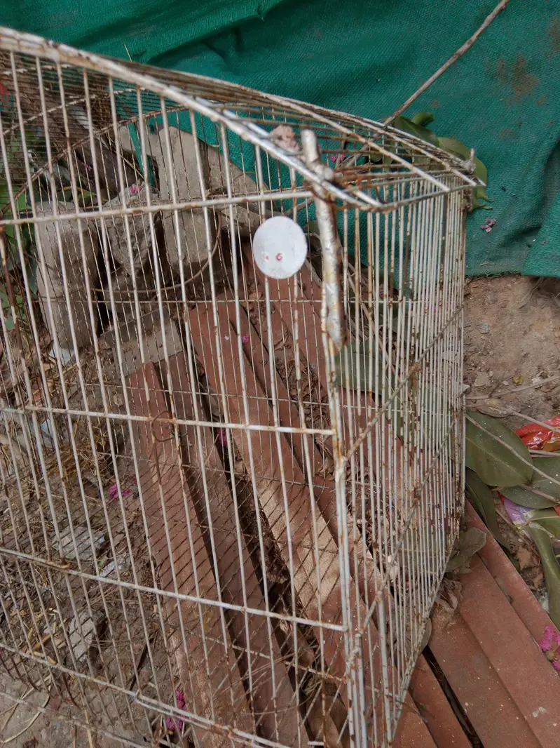 parrots / hen cages — photo 6