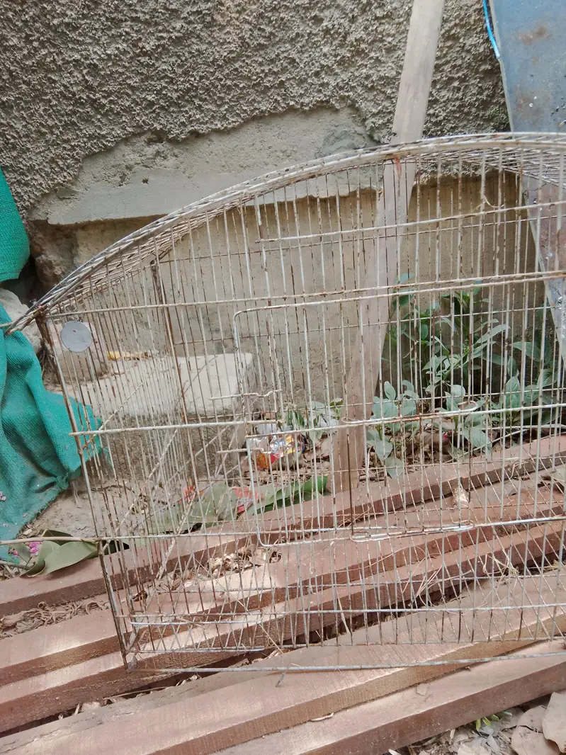 parrots / hen cages — photo 7