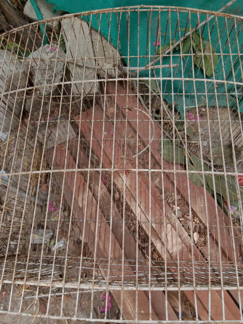 parrots / hen cages — photo 8
