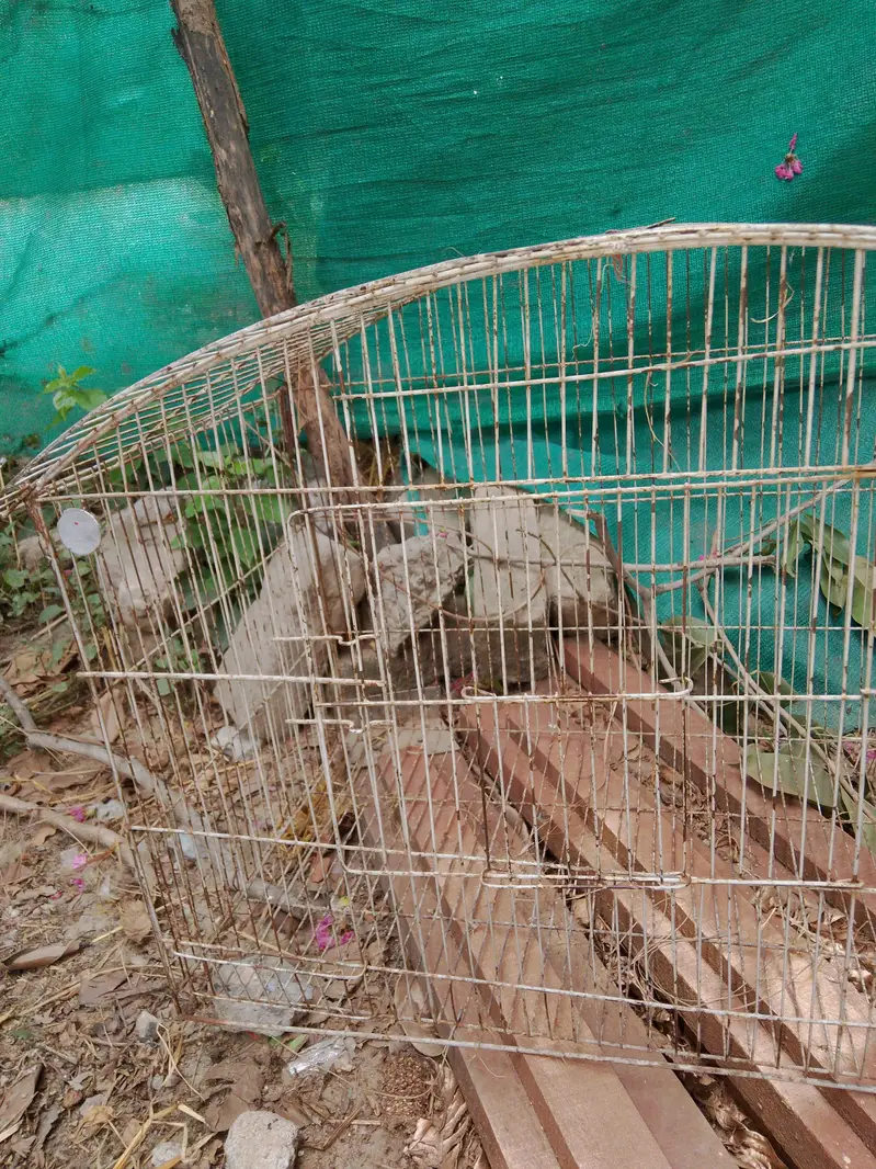 parrots / hen cages — photo 9