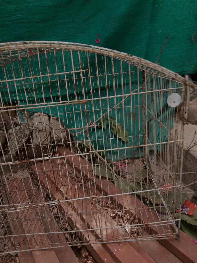 parrots / hen cages — photo 10