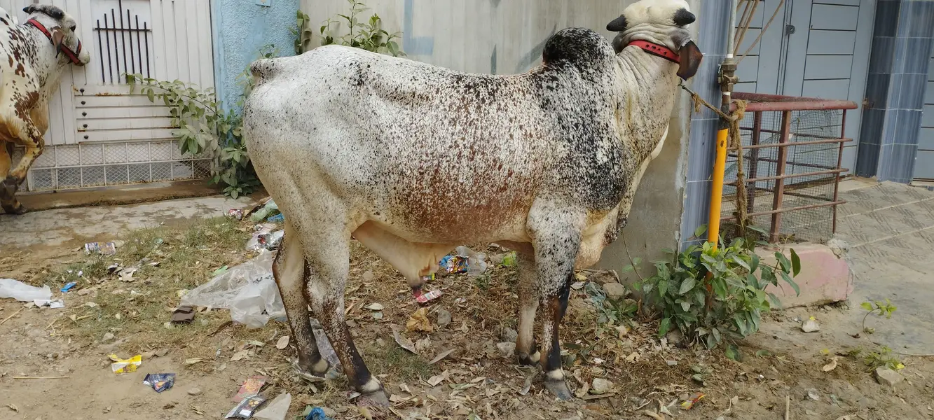 Kheere Bachre