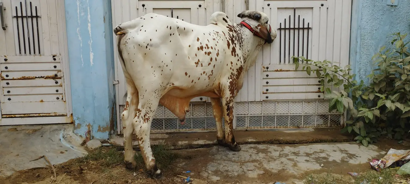 Kheere Bachre — photo 2