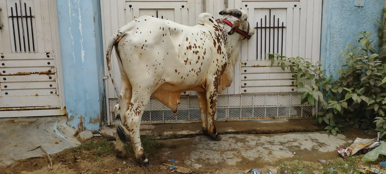 Kheere Bachre — photo 4