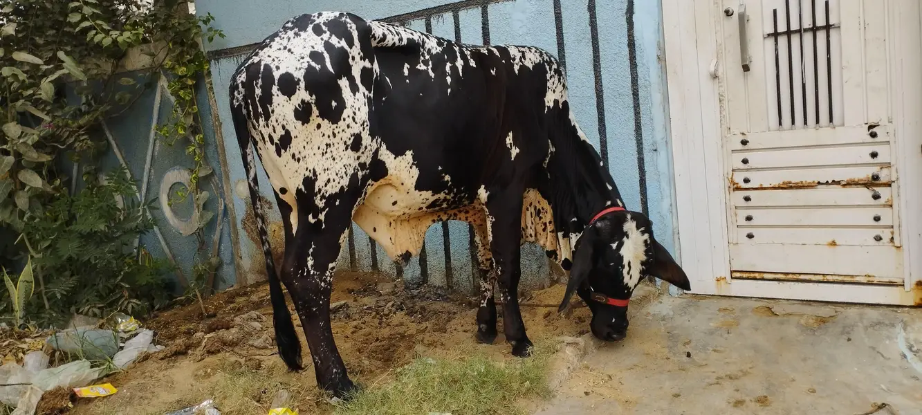 Kheere Bachre — photo 5