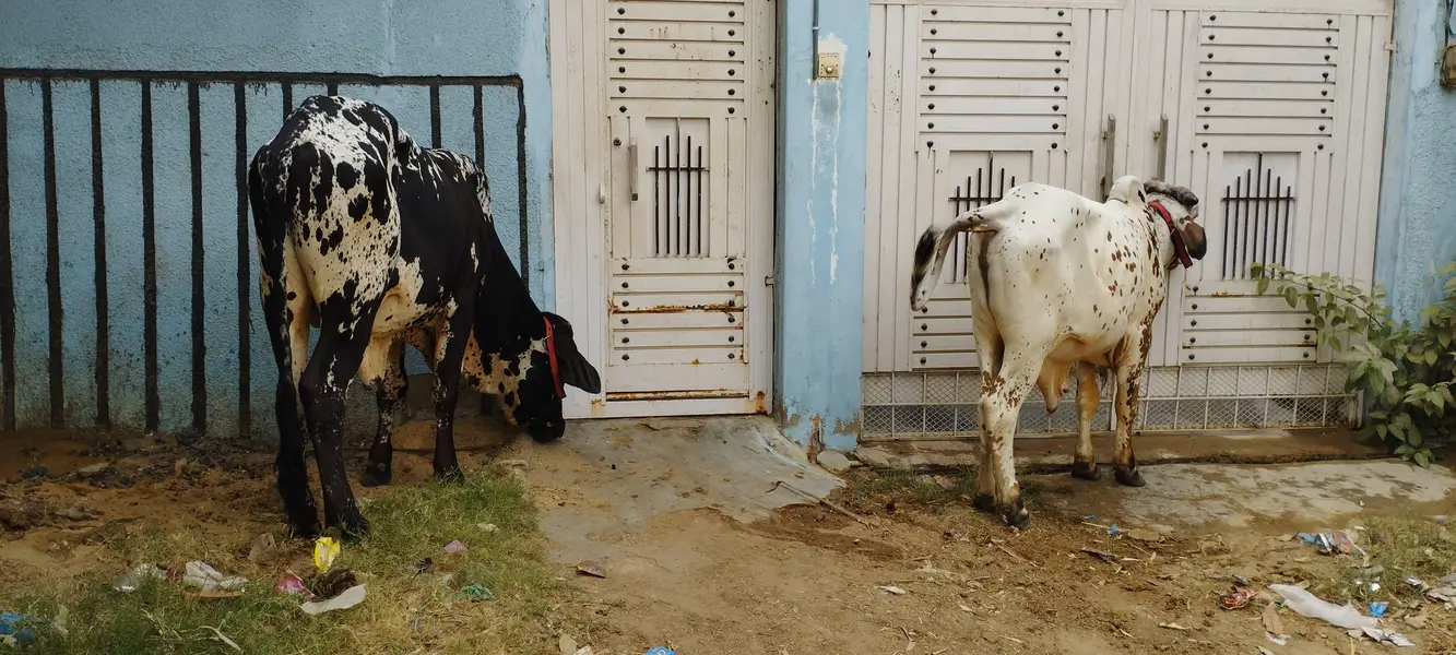 Kheere Bachre — photo 6