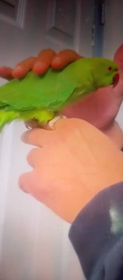 Ring Neck parrot beautiful Hand tame