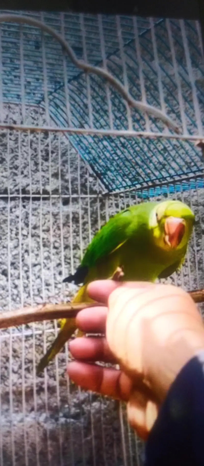RingNeck parrot beautiful Hand tame — photo 2