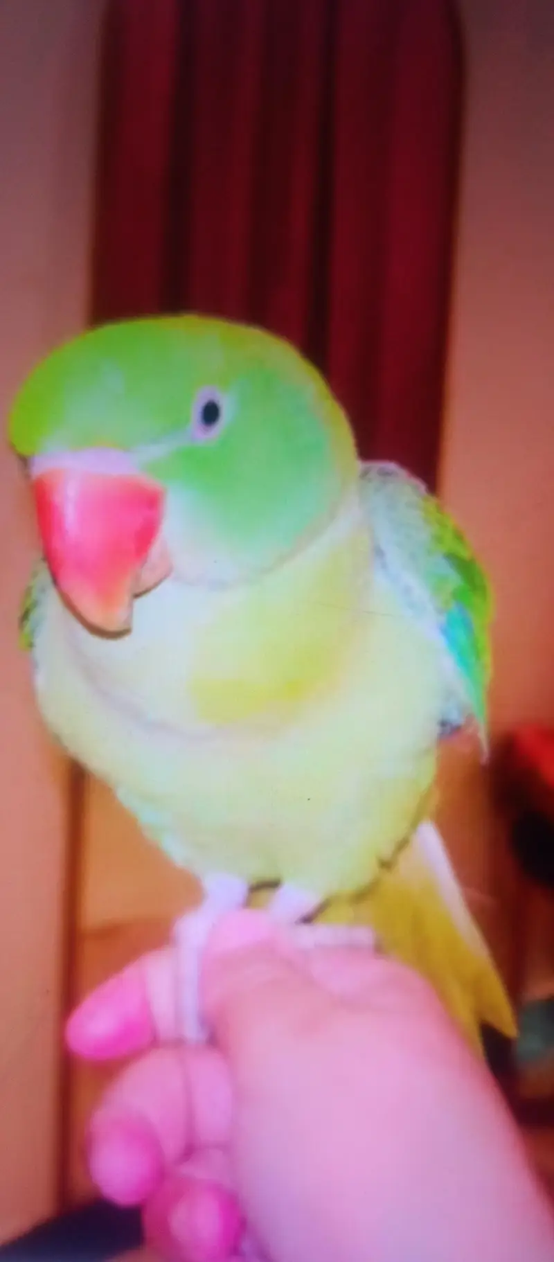 RingNeck parrot beautiful Hand tame — photo 3