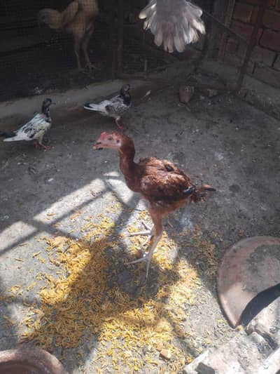 big height aseep for sell