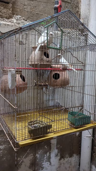 Red Eye Albino Budgerigars