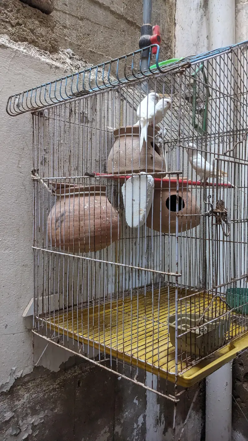 Red Eye Albino Budgerigars — photo 2
