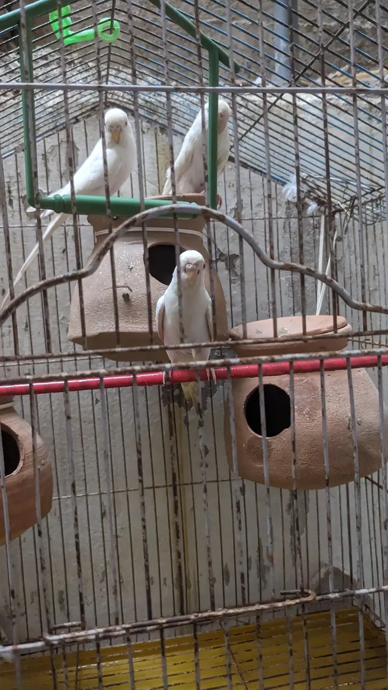 Red Eye Albino Budgerigars — photo 3