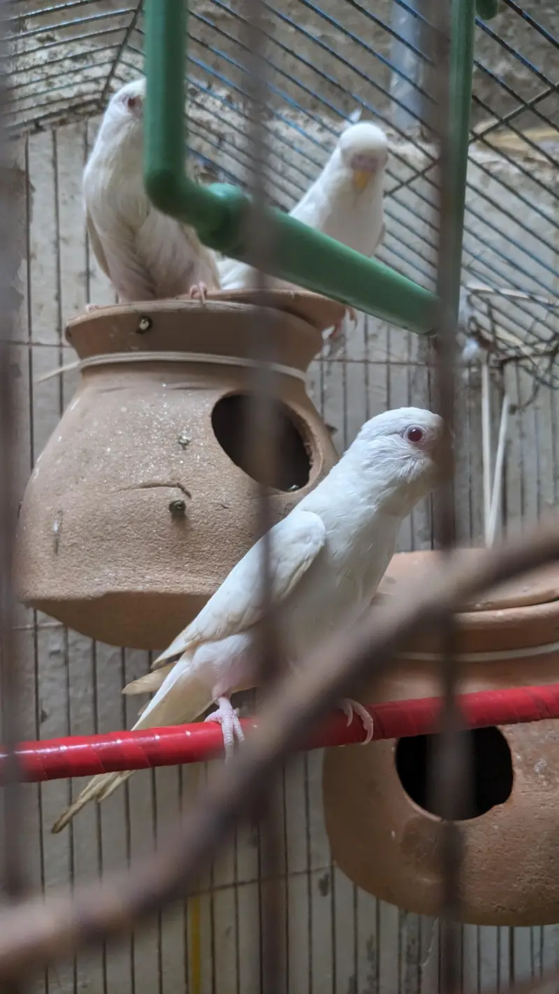 Red Eye Albino Budgerigars — photo 4