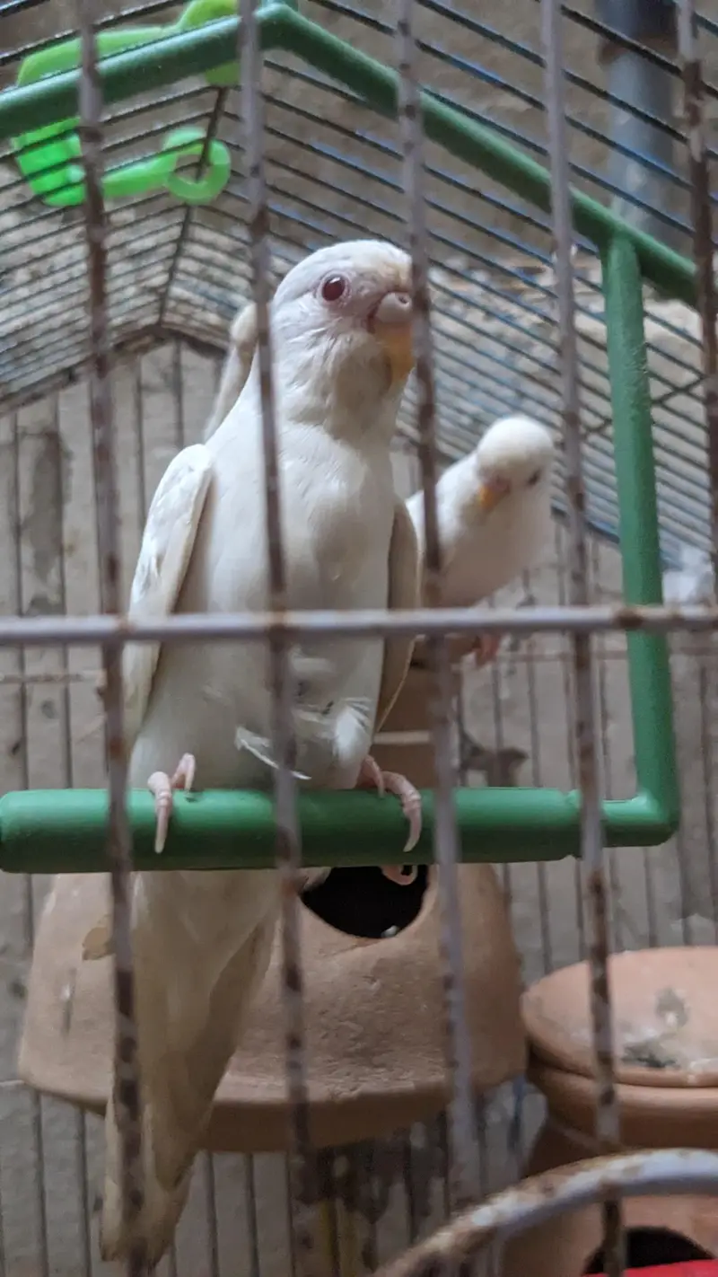 Red Eye Albino Budgerigars — photo 5