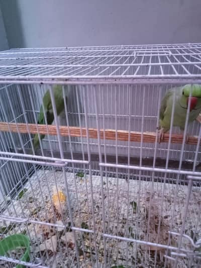Green parrot female for sale 03351298116