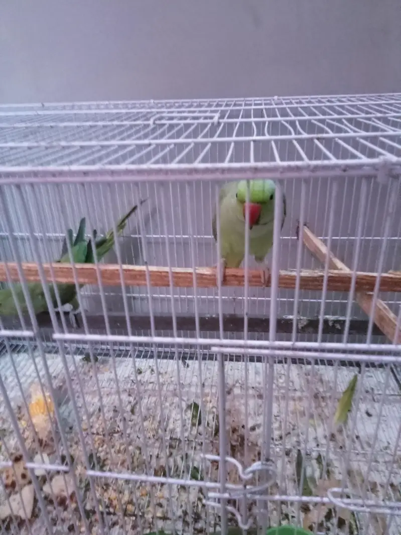 Green parrot female for sale 03351298116 — photo 2
