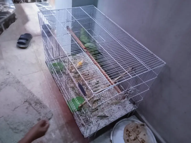Green parrot female for sale 03351298116 — photo 4