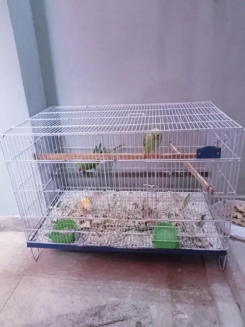 Green parrot female for sale 03351298116 — photo 5