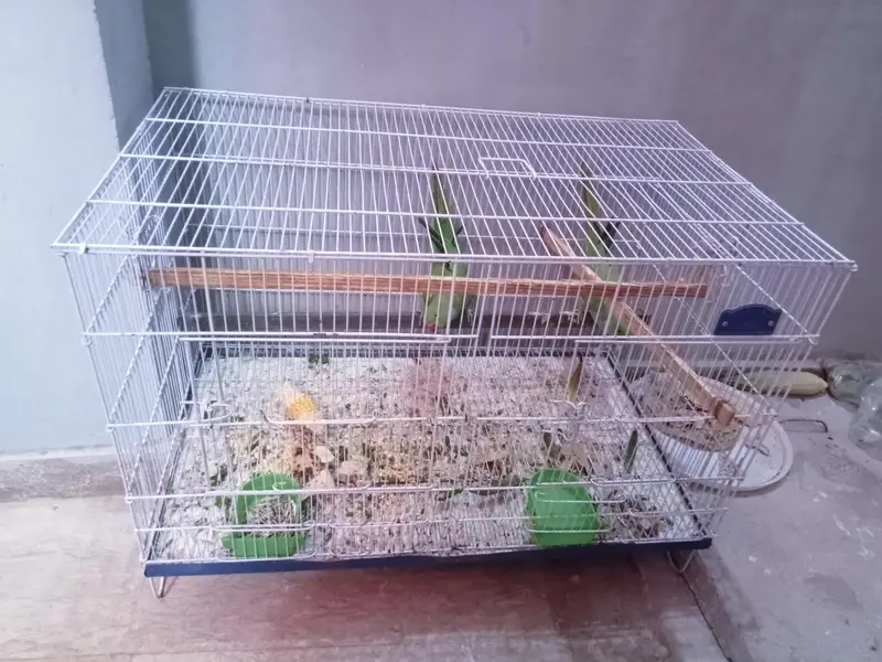 Green parrot female for sale 03351298116 — photo 6