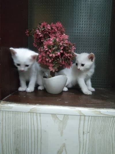 persian kittens male n female