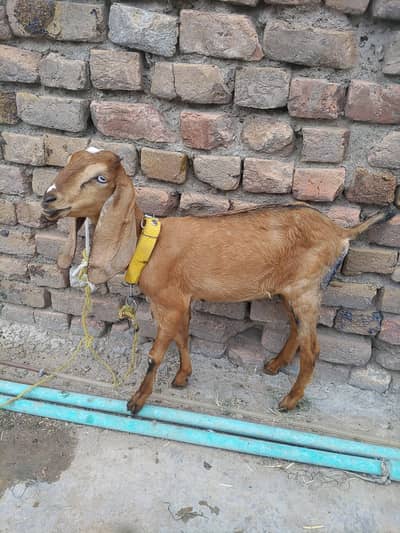 Bakri Female Phatt Beetal Cross