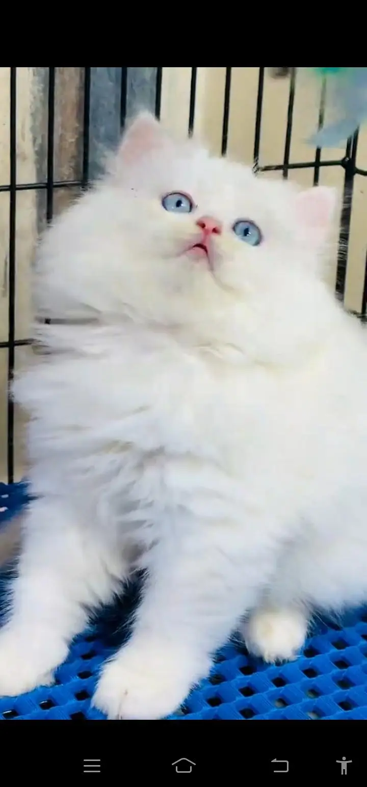 Quality Persian Punch face cat & kittens 03495425573 WhatsApp — photo 3