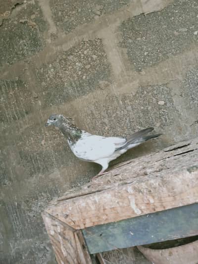 mix pigeon male and female