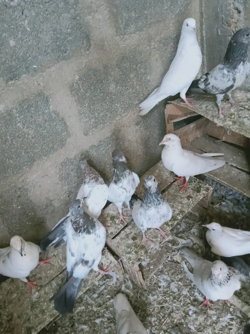 mix pigeon male and female — photo 2