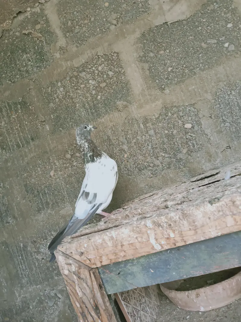 mix pigeon male and female — photo 3