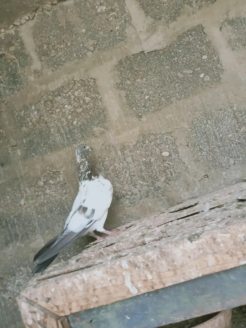 mix pigeon male and female — photo 4