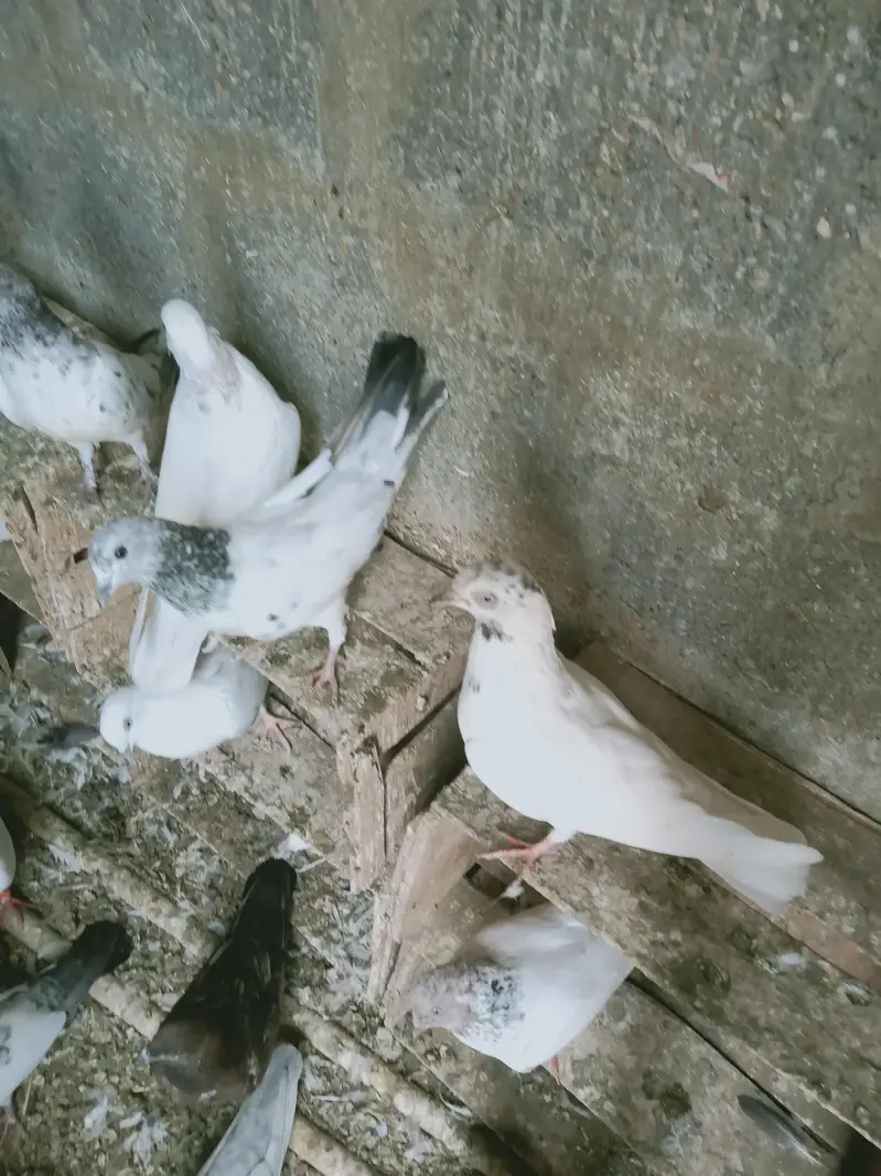 mix pigeon male and female — photo 6