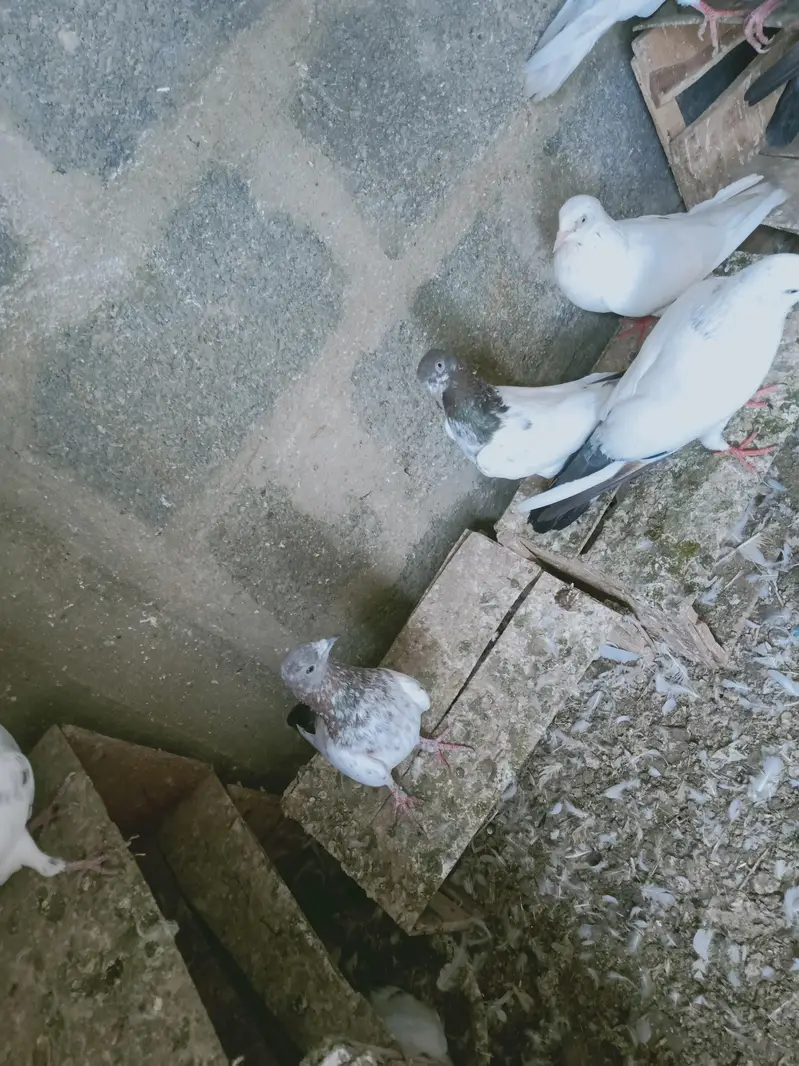 mix pigeon male and female — photo 7